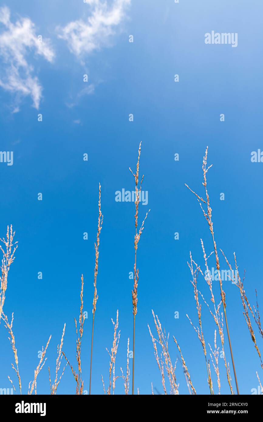 Molinia caerulea 'Heidebraut' contro un cielo blu Foto Stock