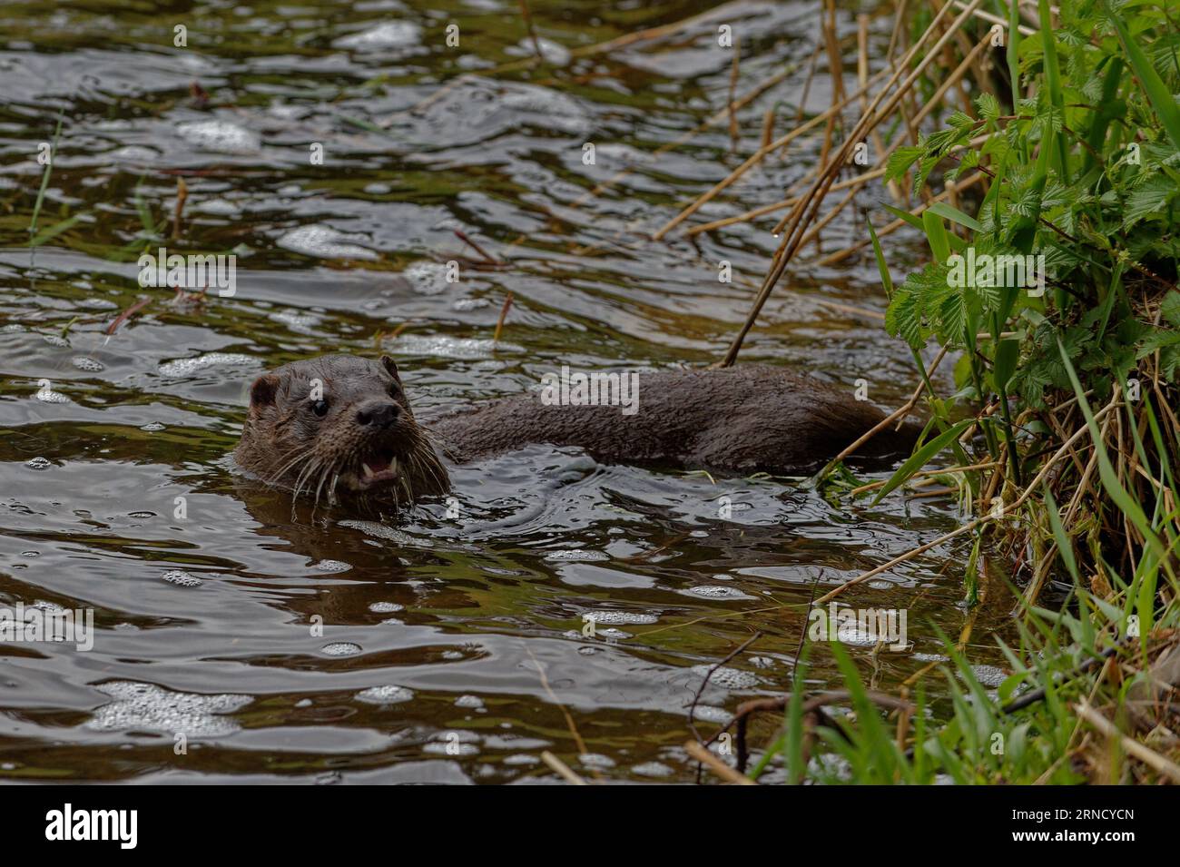 Eurasian Otter (Lutra lutra) nuoto immaturo con testa sopra l'acqua. Foto Stock