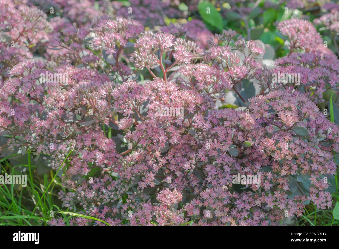 fiori di sedum in autunno Foto Stock