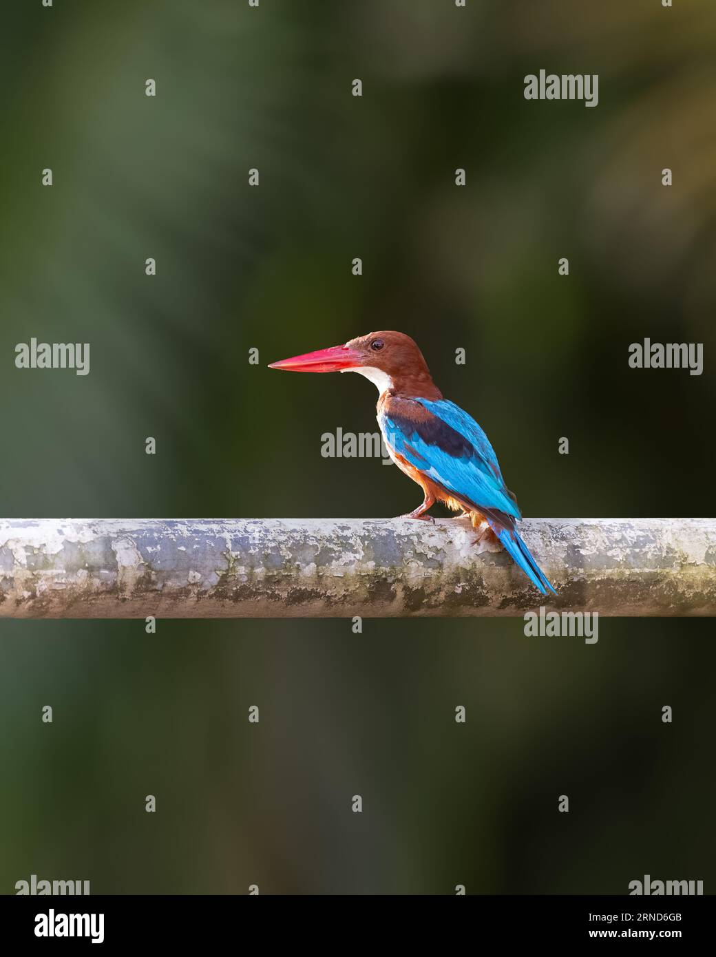 kingfisher a gola bianca (Halcyon smyrnensis), arroccato su un tubo di metallo con sfondo naturale. Sono anche conosciuti come White-Breasted kingfisher. Foto Stock