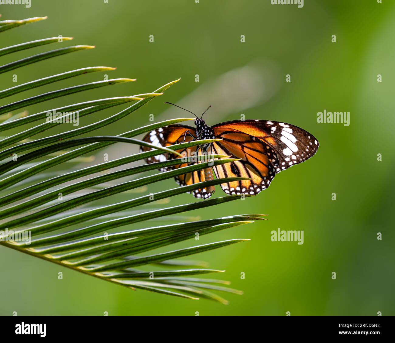 Primo piano di una bellissima farfalla tigre comune (Danaus genutia), arroccata su una foglia spinosa di una pianta di palma Sago nel giardino. Chiamato anche Stri Foto Stock