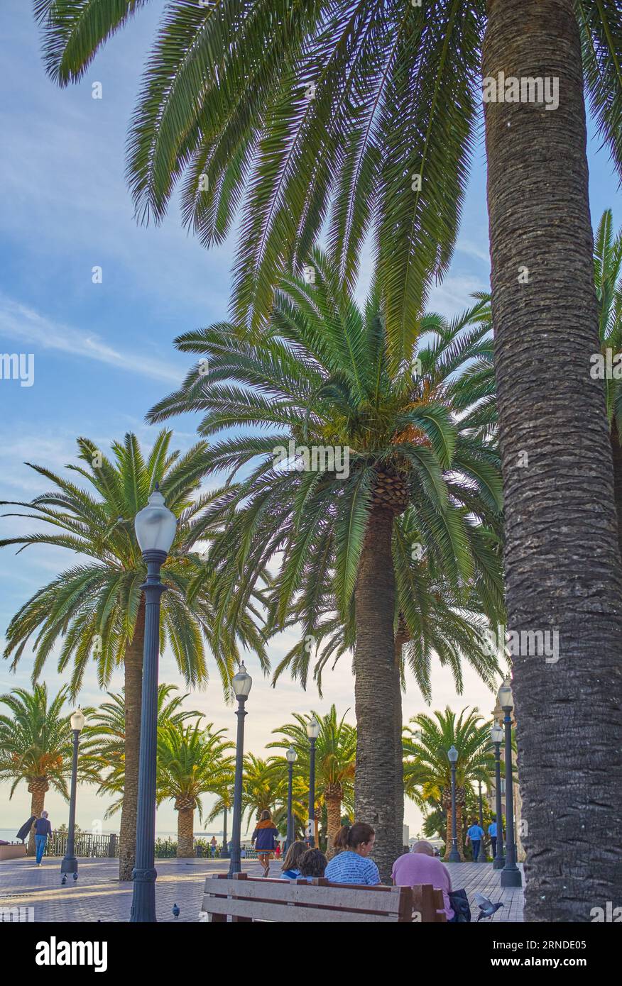 Tarragona, Spagna - 1° novembre 2019: Persone nel Paseo del las Palmas , passeggiata con le palme, sul lungomare Foto Stock