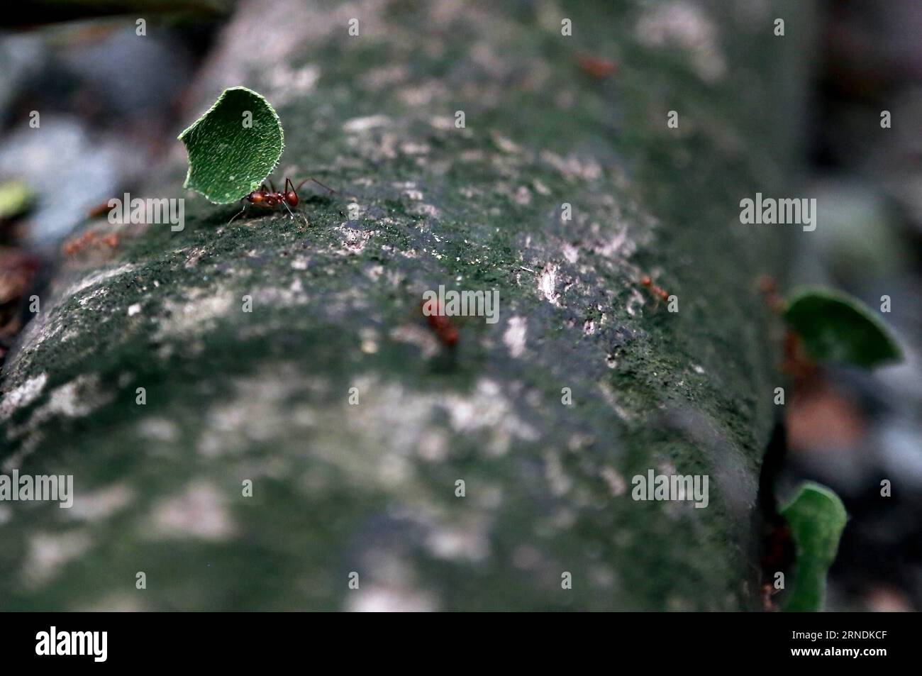 (160522) -- SAN JOSE, 21 maggio 2016 -- foto scattata il 21 maggio 2016 mostra le formiche tagliafili che si muovono nelle foglie della foresta pluviale tropicale nel Guayabo National Monument, a 70 km da San Jose, Costa Rica. Rendendosi conto delle sfide che deve affrontare nello sviluppo sostenibile della biodiversità, la Costa Rica ha agito per aumentare la tutela ambientale. ) COSTA RICA-SAN JOSE-AMBIENTE-FAUNA-FEATURE KENTxGILBERT PUBLICATIONxNOTxINxCHN 160522 San Jose 21 maggio 2016 foto scattata IL 21 maggio 2016 mostra le formiche di taglialegna in movimento foglie nella FORESTA PLUVIALE tropicale nel Guayabo National Monument a 70 km da San Jose Foto Stock