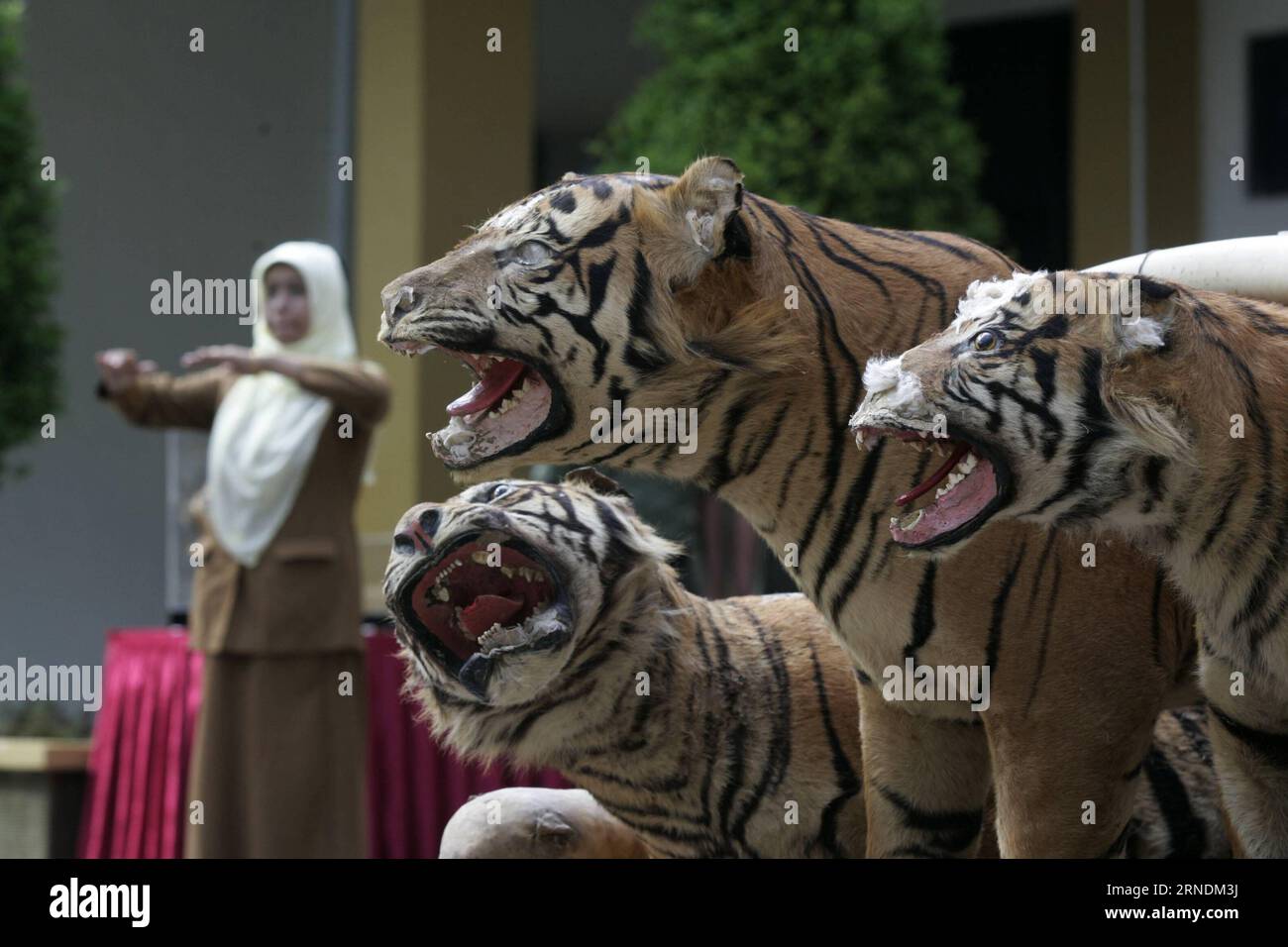 ACEH, 23 maggio 2016 -- foto scattata il 23 maggio 2016 mostra alcuni prodotti di animali selvatici confiscati esposti presso l'Ufficio del Ministero delle foreste di Aceh a Band Aceh, provincia di Aceh, Indonesia. Gli oggetti illegali sono stati confiscati ai bracconieri di animali selvatici e ai commercianti illegali di animali selvatici di Aceh, mentre il governo indonesiano continua a lottare contro il commercio illegale di animali selvatici sul mercato nero. ) INDONESIA-ACEH-WILD ANIMAL-CONFISCATE ITEMS Junaidi PUBLICATIONxNOTxINxCHN Aceh 23 maggio 2016 foto scattata IL 23 maggio 2016 mostra alcuni prodotti di animali selvatici confiscati esposti PRESSO l'Ufficio del Ministero delle foreste di Aceh Foto Stock