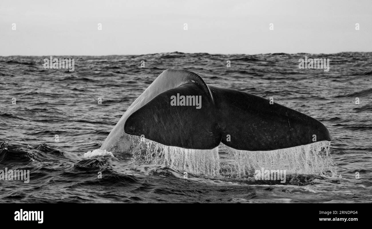 Una splendida immagine monocromatica di una maestosa balena che nuota nelle profondità dell'oceano Foto Stock