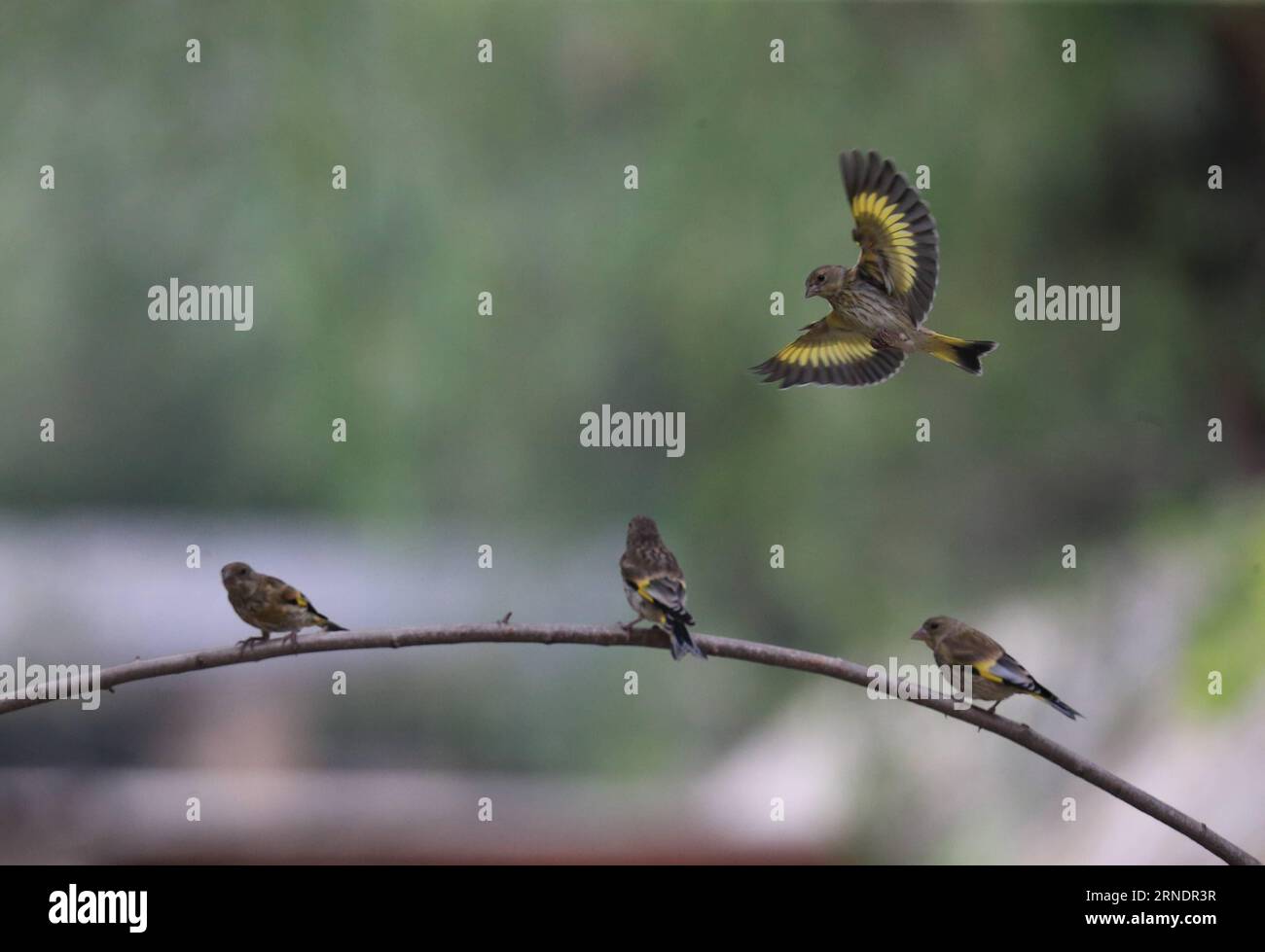(160528) -- BEIJING, May 27, 2016 -- Photo taken on May 27, 2016 shows goldfinches flying at the Beijing Botanical Garden in Beijing, capital of China. ) (zwx) CHINA-BEIJING-GOLDFINCH(CN) LiuxXianguo PUBLICATIONxNOTxINxCHN 160528 Beijing May 27 2016 Photo Taken ON May 27 2016 Shows Gold Finches Flying AT The Beijing Botanical Garden in Beijing Capital of China zwx China Beijing Gold Finch CN LiuxXianguo PUBLICATIONxNOTxINxCHN Foto Stock