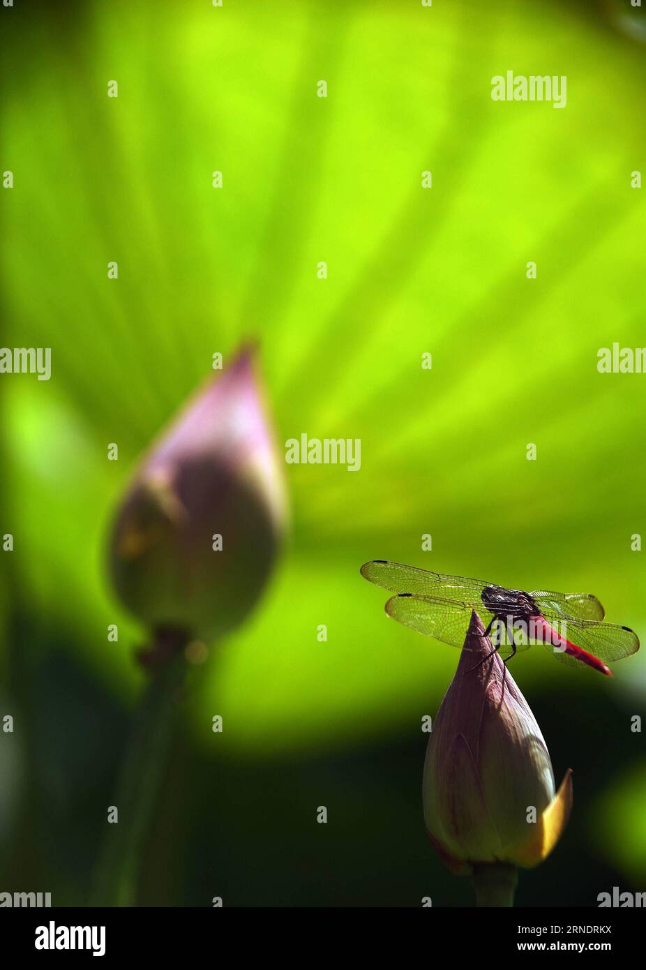(160529) -- TAIPEI, 29 maggio 2016 -- Una libellula si erge su un bocciolo di loto nel giardino botanico di Taipei, Taiwan sud-orientale della Cina, 29 maggio 2016. ) (lfj) CHINA-TAIPEI-LOTUS (CN) WuxChing-teng PUBLICATIONxNOTxINxCHN 160529 Taipei maggio 29 2016 una Dragonfly si erge SU un bud di loto PRESSO il Giardino Botanico di Taipei Sud-Est della Cina S TAIWAN maggio 29 2016 lfj Cina Taipei Lotus CN WuxChing Teng PUBLICATIONxNOTxINxCHN Foto Stock