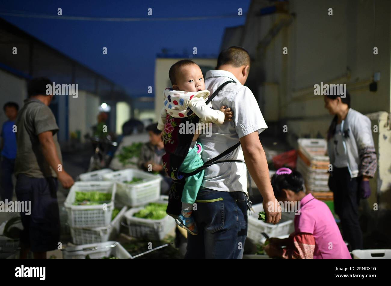 (160602) -- YINCHUAN, 2 giugno 2016 -- Xie Dihuai, un lavoratore agricolo della provincia di Guizhou della Cina sud-occidentale, porta il suo bambino sulla schiena mentre lavora nella base vegetale del villaggio di Guinan nella città di Changxin della contea di Helan, nella regione autonoma Ningxia Hui della Cina nord-occidentale, 31 maggio 2016. Negli ultimi anni, Ningxia ha costruito 24 basi vegetali che forniscono ortaggi per Hong Kong. Attualmente, queste basi forniscono cavolo cinese, cavolo del Guangdong e altre varietà, che soddisfano i gusti della gente nel sud della Cina. Le verdure vengono trasportate con una catena fredda da Ningxia a Hong Kong, per mantenere i propri diritti Foto Stock