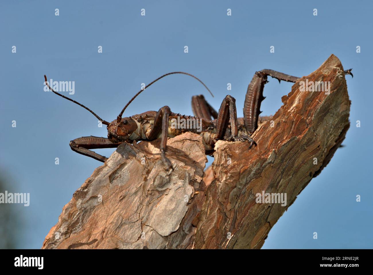 Insetto fogliare Eurycantha Calcarata, femmina adulta, insolito terrarium PET con enorme antenna per bambini. Foto Stock