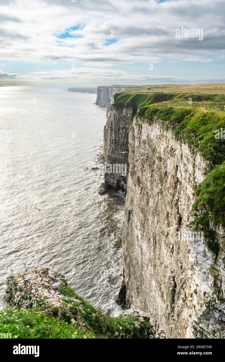 Bempton Cliffs Bempton Chalk Cliffs riserva RSPB Bempton East Riding of Yorkshire Coast Inghilterra regno unito gb Europa Foto Stock
