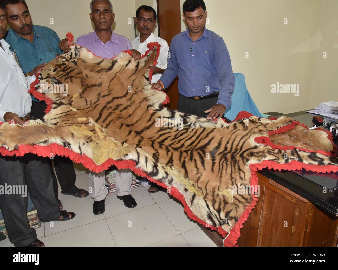 (160614) -- GUWAHATI, 14 giugno 2016 -- Anti-Corruption Branch of Assam Police Officials mostra un pezzo di pelle di tigre recuperata dalla casa del Divisional Forest Officer (DFO) Mahat Chandra Talukdar a Guwahati, capitale dello stato nord-orientale dell'Assam, 14 giugno 2016. Il ramo ha recuperato oltre 6,6 milioni di rupie indiane in contanti, pelli di tigre e cervi, una certa quantità di avorio e altre parti di animali dalla casa dei DFO durante un raid di lunedì. ) INDIA-GUWAHATI-ANTI CORRUPTION-TIGER SKIN Stringer PUBLICATIONxNOTxINxCHN 160614 Guwahati giugno 14 2016 Anti Corruption Branch of Assam Police Official Foto Stock