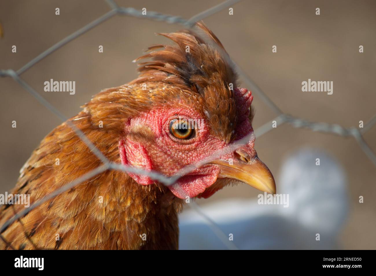 Una vista ravvicinata di profilo di una gallina rossa che guarda attraverso una recinzione a maglie di ferro in una fattoria soleggiata. Foto Stock