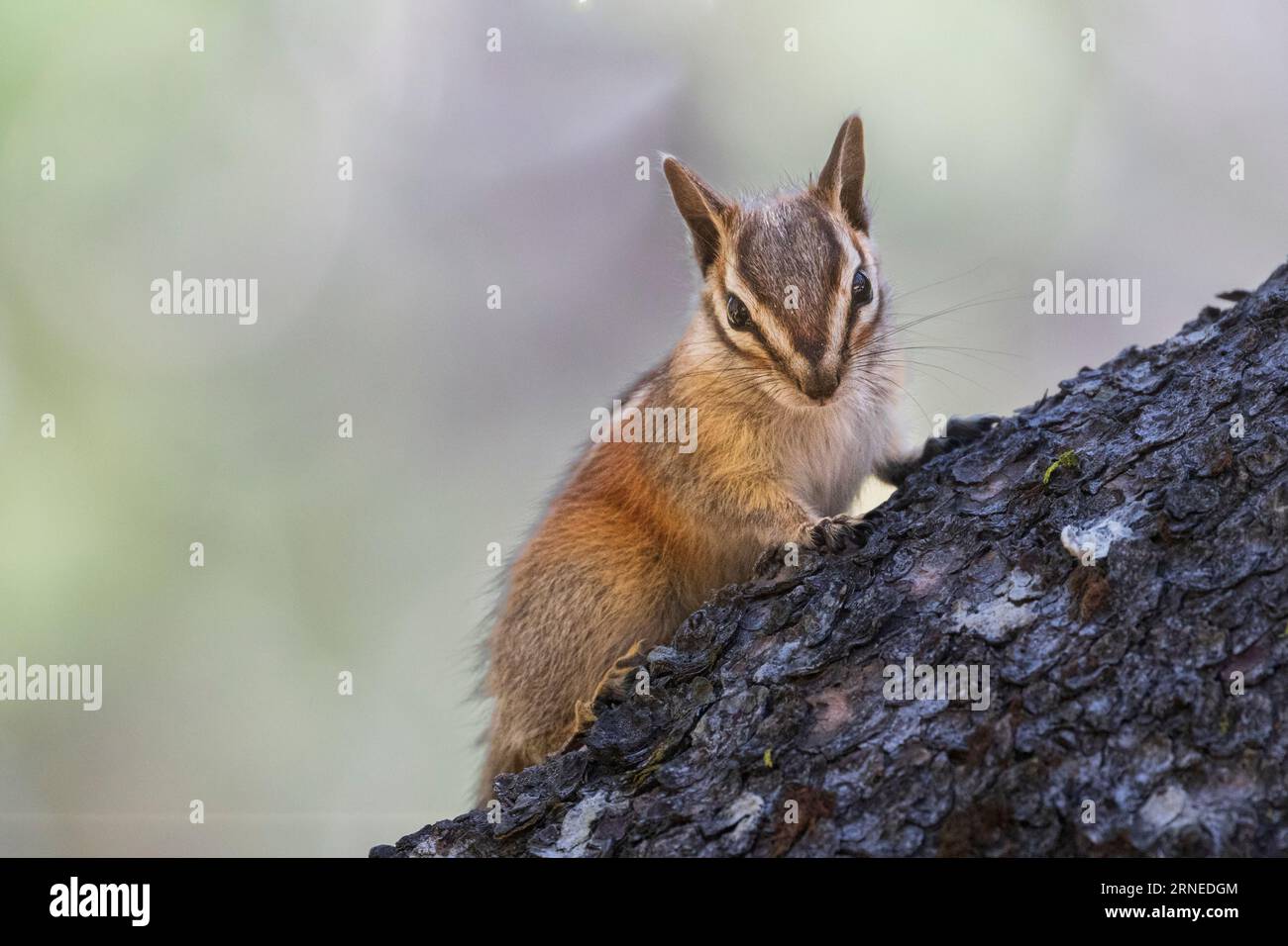 Meno chipmonk (Neotamias minimus) in un albero di tamarack nella contea di Plumas in California, Stati Uniti. Foto Stock