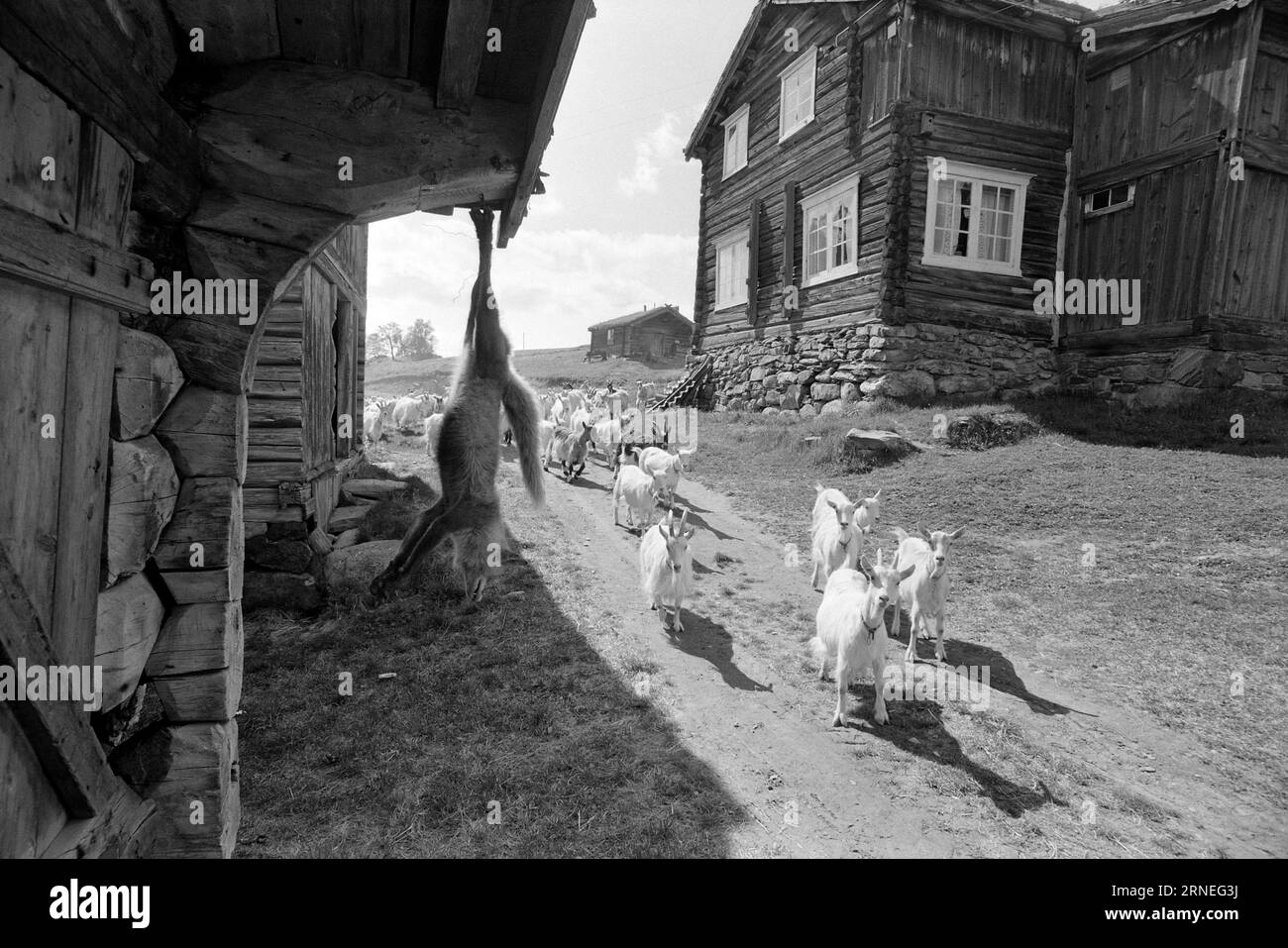 Attuale 24 - 5 - 1974: 50.000 caprini sulla spazzatura heapWe stanno andando bene in Norvegia. Ogni anno, ad esempio, possiamo permetterci di allevare quasi 400.000 kg di carne deliziosa che assomiglia a qualcosa tra il pollo giovane e il grill. Non vale la pena allevare le quasi 50.000 capre neonate che nascono ogni anno nel nostro paese, e questo potrebbe aiutare a utilizzare tutta la terra aperta utile al cibo che abbiamo la fortuna di avere intorno a noi, soprattutto un po' in alto. Queste zone di pascolo possono essere utilizzate solo da pecore e capre, mentre allo stesso tempo accontentano i turisti vivendo la vita Foto Stock