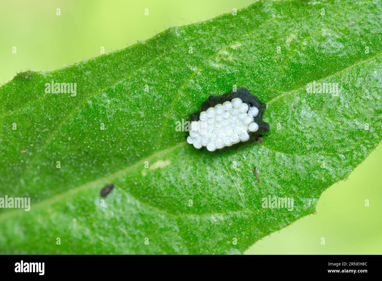 Rhynocoris Punctiventris assassin bug eggs su una foglia Foto Stock