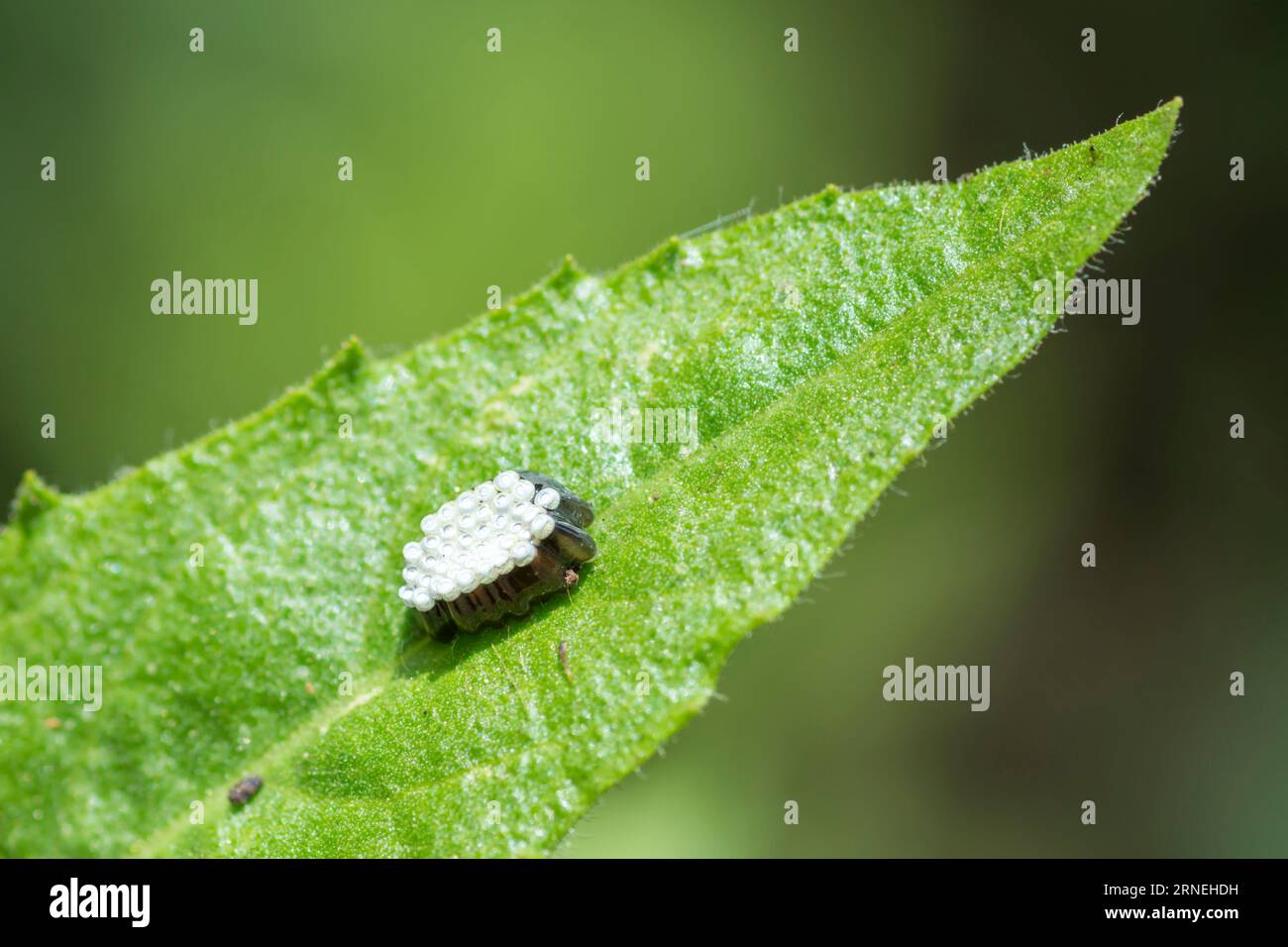 Rhynocoris Punctiventris assassin bug eggs su una foglia Foto Stock