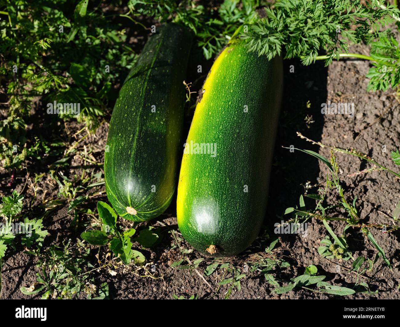 Due zucchine mature deposte in un campo agricolo Foto Stock