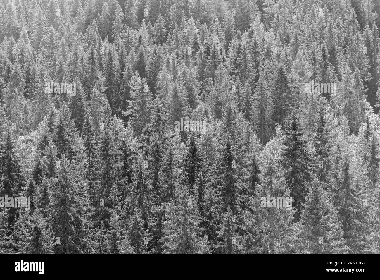 Foresta di abeti rossi in montagna durante il giorno d'estate. Foto Stock