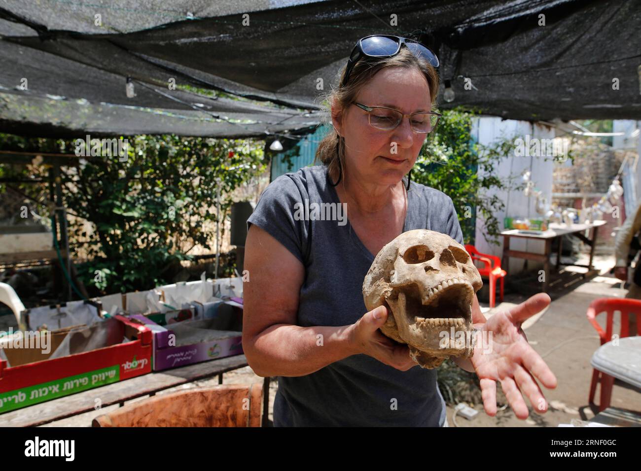 (160710) -- GERUSALEMME, 10 luglio 2016 -- Scholar Sherry Fox mostra il cranio del Filisteo nel sito archeologico del Parco Nazionale di Ashkelon, Israele, il 28 giugno 2016. Gli archeologi hanno detto il 10 luglio 2016 di aver scoperto il primo cimitero filisteo sulla sponda meridionale del Mediterraneo di Israele, sperando che la scoperta risolva la lunga domanda biblica: Da dove proviene l'antico Filisteo? Il cimitero, datato tra l'XI e l'VIII secolo a.C., è stato trovato nella città costiera di Ashkelon nel sud di Israele, una volta una delle cinque città-stato del Filisteo in una regione che è oggi Foto Stock