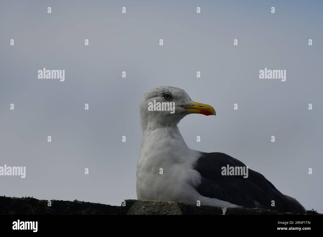 Gull nero minore Larus fuscus Foto Stock