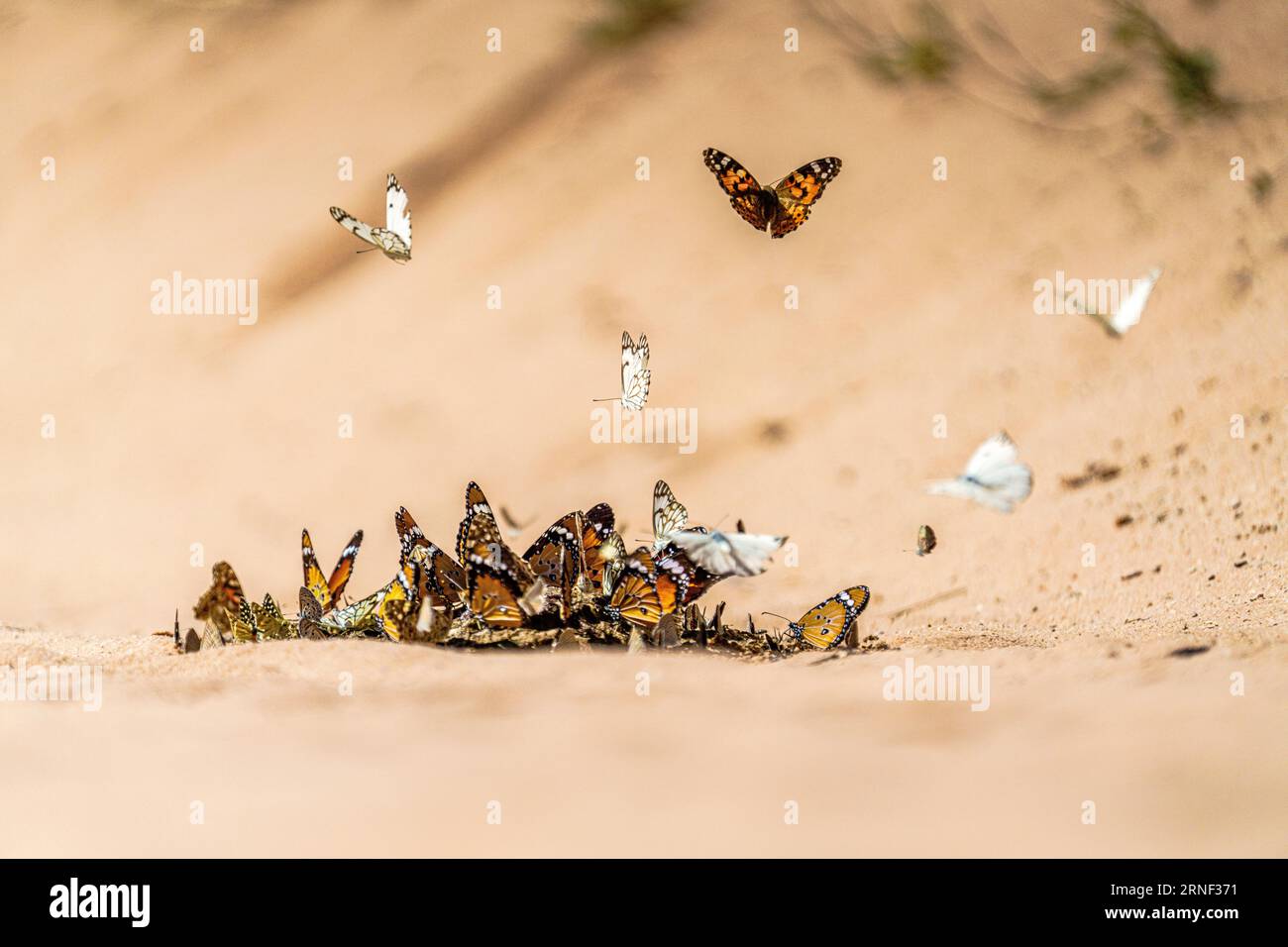 Farfalle che si raccolgono sulla sabbia bagnata. Immagine boquet di un gruppo di farfalle. Farfalla in volo. Kalahari, Sud Africa Foto Stock