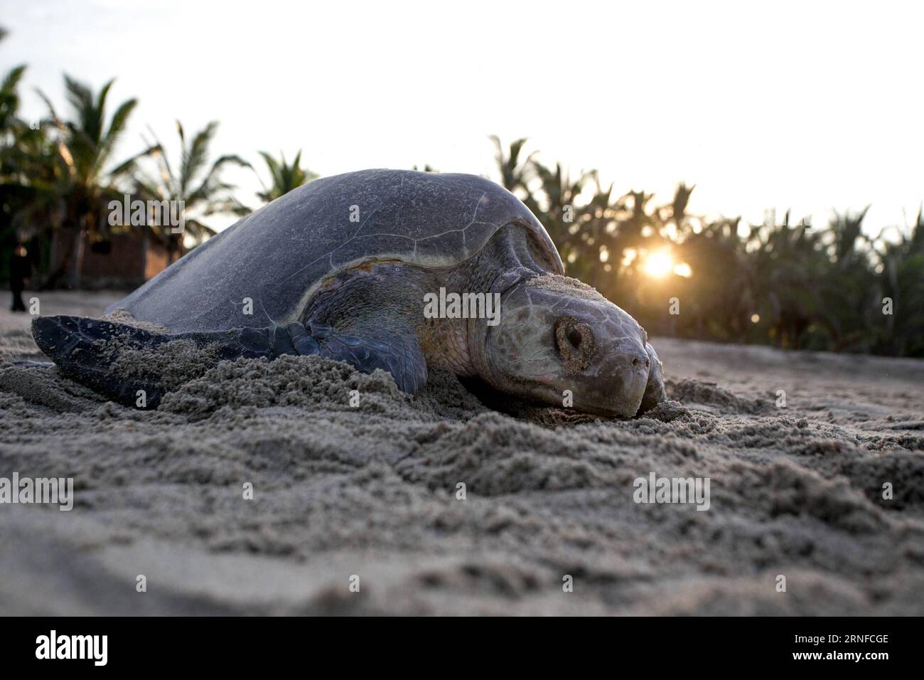 (160801) -- MICHOACAN, 1 agosto 2016 -- una tartaruga ridley oliva è stata vista sulla spiaggia di Ixtapilla nello stato di Michoacan, Messico, il 31 luglio 2016. Alla fine di luglio, migliaia di tartarughe di olivo ridley hanno strisciato lungo la costa del Pacifico per riprodursi, soprattutto negli stati di Michoacan e Oaxaca. Armando Solis)(zcc) MESSICO-MICHOACAN-AMBIENTE-FAUNA ArmandoxSol¨ªs PUBLICATIONxNOTxINxCHN 160801 Michoacan 1 agosto 2016 a Olive Ridley Turtle IS Lakes SULLA spiaggia di Ixtapilla nello Stato di Michoacan Messico IL 31 2016 luglio ALLA fine di luglio migliaia di tartarughe Olive Ridley hanno strisciato attraverso il Pa Foto Stock