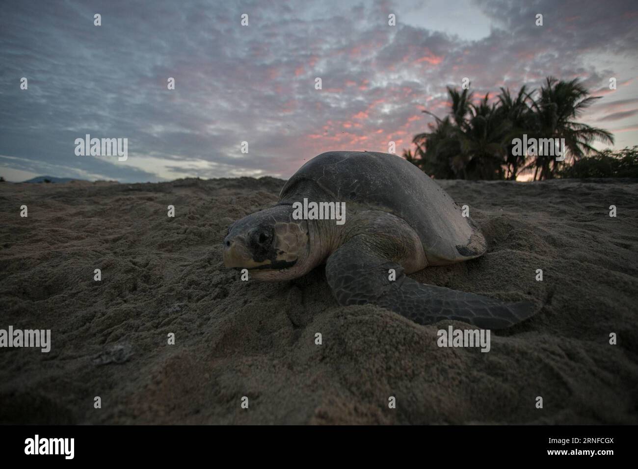 (160801) -- MICHOACAN, 1 agosto 2016 -- una tartaruga ridley oliva è stata vista sulla spiaggia di Ixtapilla nello stato di Michoacan, Messico, il 31 luglio 2016. Alla fine di luglio, migliaia di tartarughe di olivo ridley hanno strisciato lungo la costa del Pacifico per riprodursi, soprattutto negli stati di Michoacan e Oaxaca. Armando Solis)(zcc) MESSICO-MICHOACAN-AMBIENTE-FAUNA ArmandoxSol¨ªs PUBLICATIONxNOTxINxCHN 160801 Michoacan 1 agosto 2016 a Olive Ridley Turtle IS Lakes SULLA spiaggia di Ixtapilla nello Stato di Michoacan Messico IL 31 2016 luglio ALLA fine di luglio migliaia di tartarughe Olive Ridley hanno strisciato attraverso il Pa Foto Stock