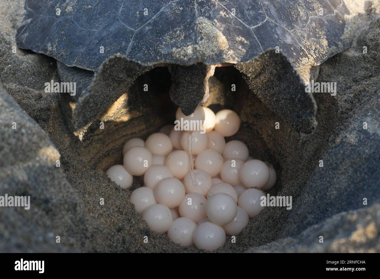 (160801) -- MICHOACAN, 1 agosto 2016 -- una tartaruga ridley di oliva depone uova sulla spiaggia di Ixtapilla nello Stato di Michoacan, Messico, il 31 luglio 2016. Alla fine di luglio, migliaia di tartarughe di olivo ridley hanno strisciato lungo la costa del Pacifico per riprodursi, soprattutto negli stati di Michoacan e Oaxaca. Armando Solis)(zcc) MESSICO-MICHOACAN-AMBIENTE-FAUNA ArmandoxSol¨ªs PUBLICATIONxNOTxINxCHN 160801 Michoacan 1 agosto 2016 a Olive Ridley Turtle depone uova SULLA spiaggia di Ixtapilla nello Stato di Michoacan Messico IL 31 2016 luglio ALLA fine di luglio migliaia di tartarughe Olive Ridley hanno strisciato attraverso Foto Stock
