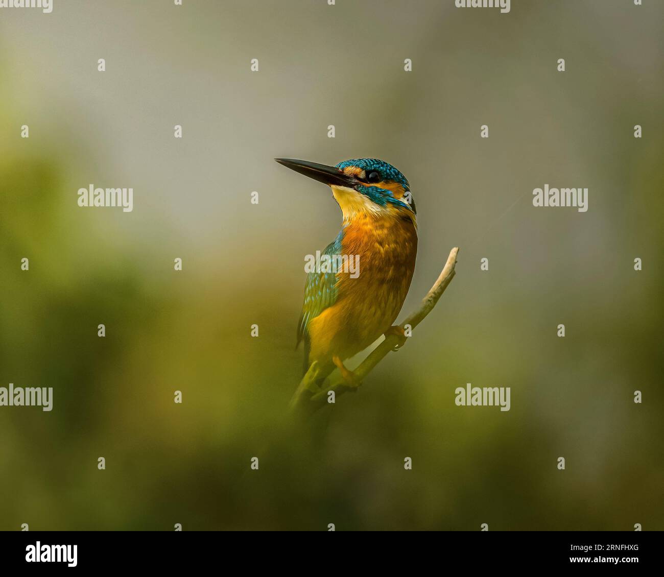 Il kingfisher comune è un uccello piccolo e vivace con un sorprendente piumaggio blu e arancione. Ha un becco lungo e affilato, perfetto per catturare pesci. Foto Stock