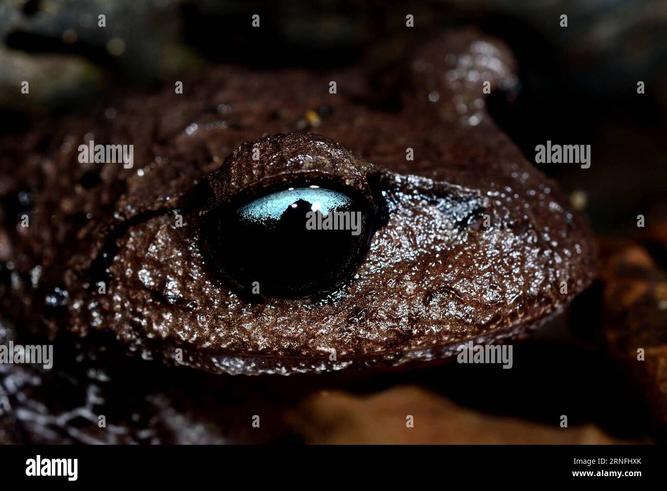 (160811) -- TENGCHONG, 11 agosto 2016 () -- la foto mostra una nuova specie anfibia del genere Leptolalax, comunemente nota come rana della lettiera asiatica, trovata a Tengchong, nella provincia dello Yunnan della Cina sud-occidentale. La nuova specie, Leptolalax tengchongensis, è stata avvistata nella sezione Tengchong della riserva naturale nazionale del monte Gaoligong nella parte occidentale dello Yunnan, e prende il nome dalla contea di Tengchong. () (zkr) CHINA-YUNNAN-TENGCHONG-NEW AMPHIBIAN SPECIES(CN) Xinhua PUBLICATIONxNOTxINxCHN 160811 Tengchong Aug 11 2016 file Photo shows a New Amphibian Species of the Genus comunemente noto come Asia Foto Stock