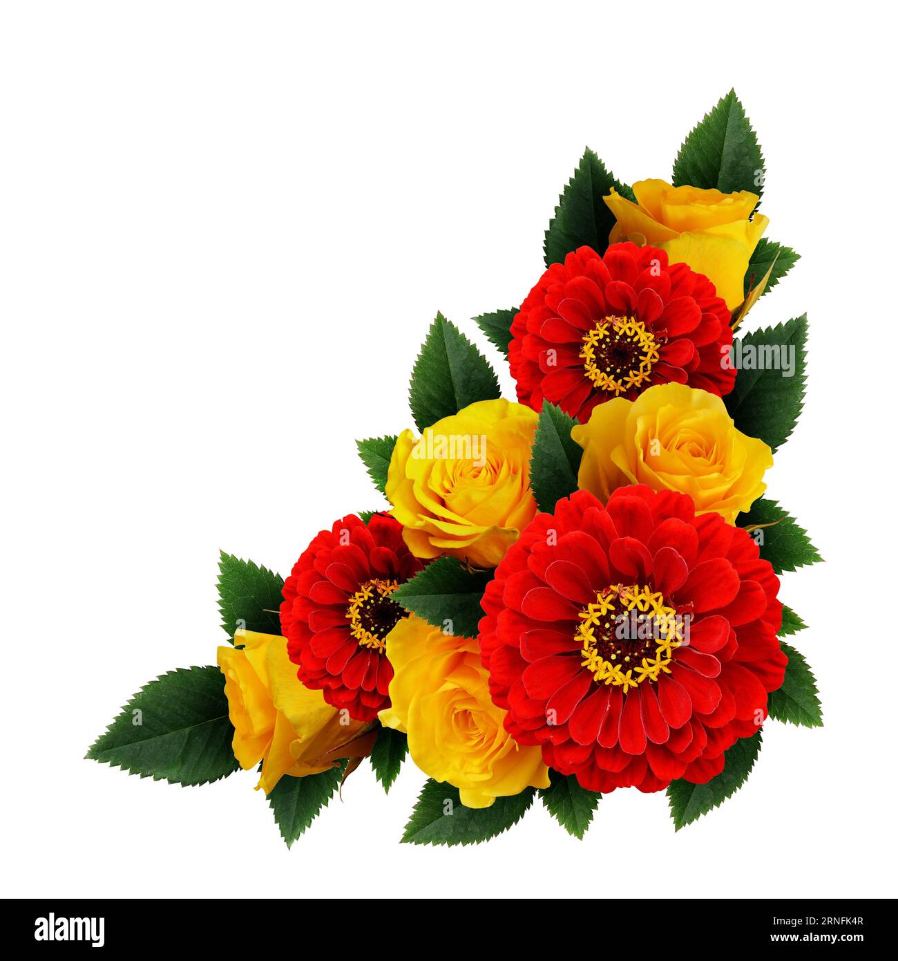 Rose gialle e fiori di zinnia rossi disposti ad angolo isolati su bianco Foto Stock
