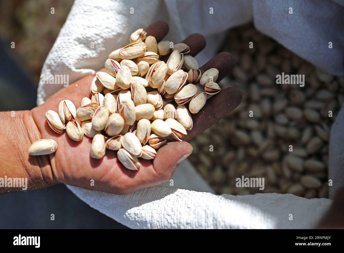 SEMNAN, 15 agosto 2016 - Un venditore mostra pistacchi nella provincia di Semnan, Iran, 15 agosto 2016. L'Iran è uno dei più grandi produttori di pistacchio al mondo). (cyc) IRAN-SEMNAN-PISTACCHIO AhmadxHalabisaz PUBLICATIONxNOTxINxCHN Semnan 15 agosto 2016 a Sellers mostra pistacchi nella provincia di Semnan Iran 15 agosto 2016 l'Iran È uno dei maggiori produttori di pistacchio nel mondo cyc Iran Semnan pistacchio AhmadxHalabisaz PUBLICATIONxNOTxCHN Foto Stock