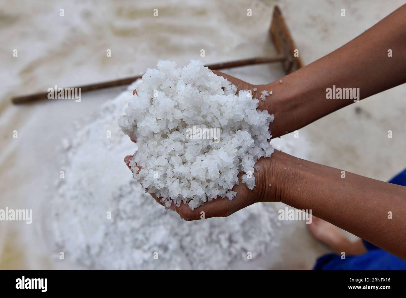YUNCHENG, Aug. 25, 2016 -- A worker holds salt at a salt producing base in Salt Lake in Yuncheng, north China s Shanxi Province, Aug. 25, 2016. Salt Lake of Yuncheng, world-famous inland salt lake known as Dead Sea of China , restarted its production of salt recently, which is mainly used for making sculptures, lights and bath salt. ) (zwx) CHINA-SHANXI-YUNCHENG-SALT LAKE(CN) ZhanxYan PUBLICATIONxNOTxINxCHN   Yuncheng Aug 25 2016 a Worker holds Salt AT a Salt Producing Base in Salt Lake in Yuncheng North China S Shanxi Province Aug 25 2016 Salt Lake of Yuncheng World Famous Domestically Salt L Foto Stock