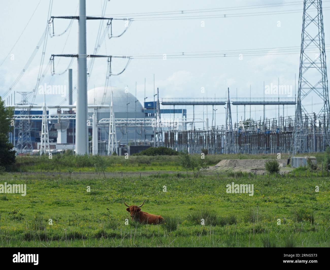 La transizione energetica sta trasformando il paesaggio della campagna olandese vicino a Borssele, Zelanda, Paesi Bassi. Scottish highlander giace sotto Foto Stock