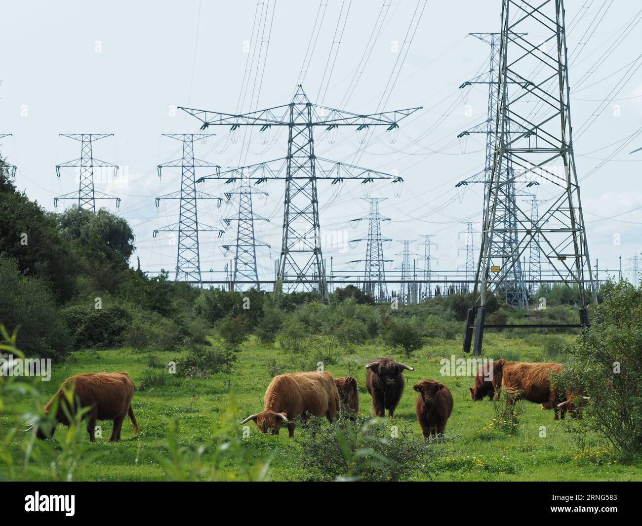 La transizione energetica sta trasformando il paesaggio della campagna olandese vicino a Borssele, Zelanda, Paesi Bassi. Bestiame scozzese highlander Foto Stock