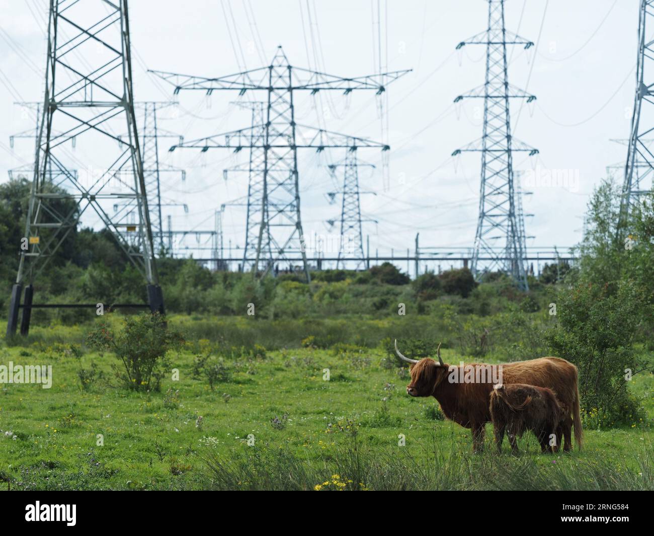 La transizione energetica sta trasformando il paesaggio della campagna olandese vicino a Borssele, Zelanda, Paesi Bassi. Scozzese highlander mucca e vitello Foto Stock
