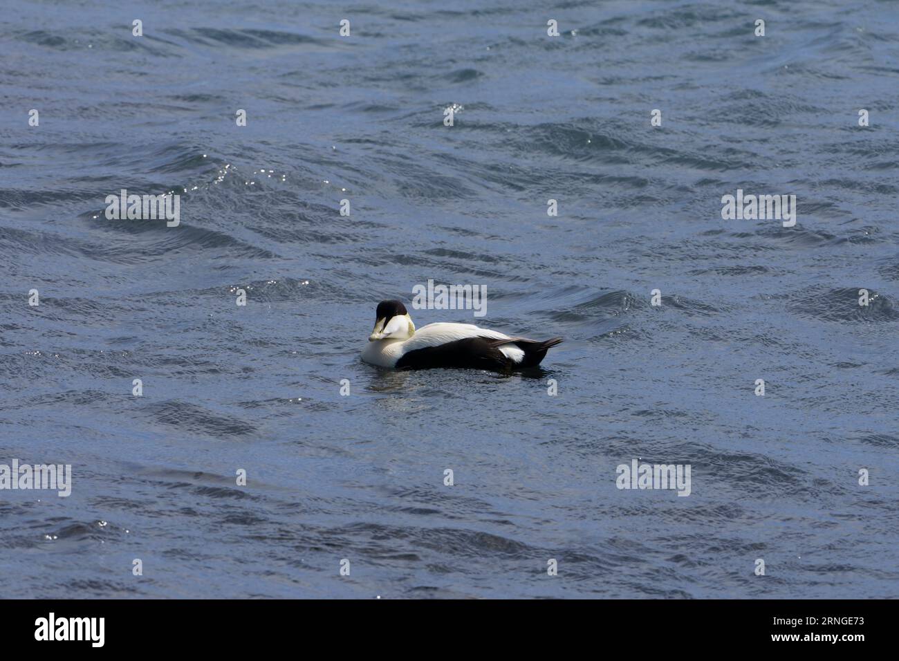 Somateria mollissima famiglia Anatidae genere Somateria Common eider uccelli selvatici in mare fotografia, foto, carta da parati Foto Stock