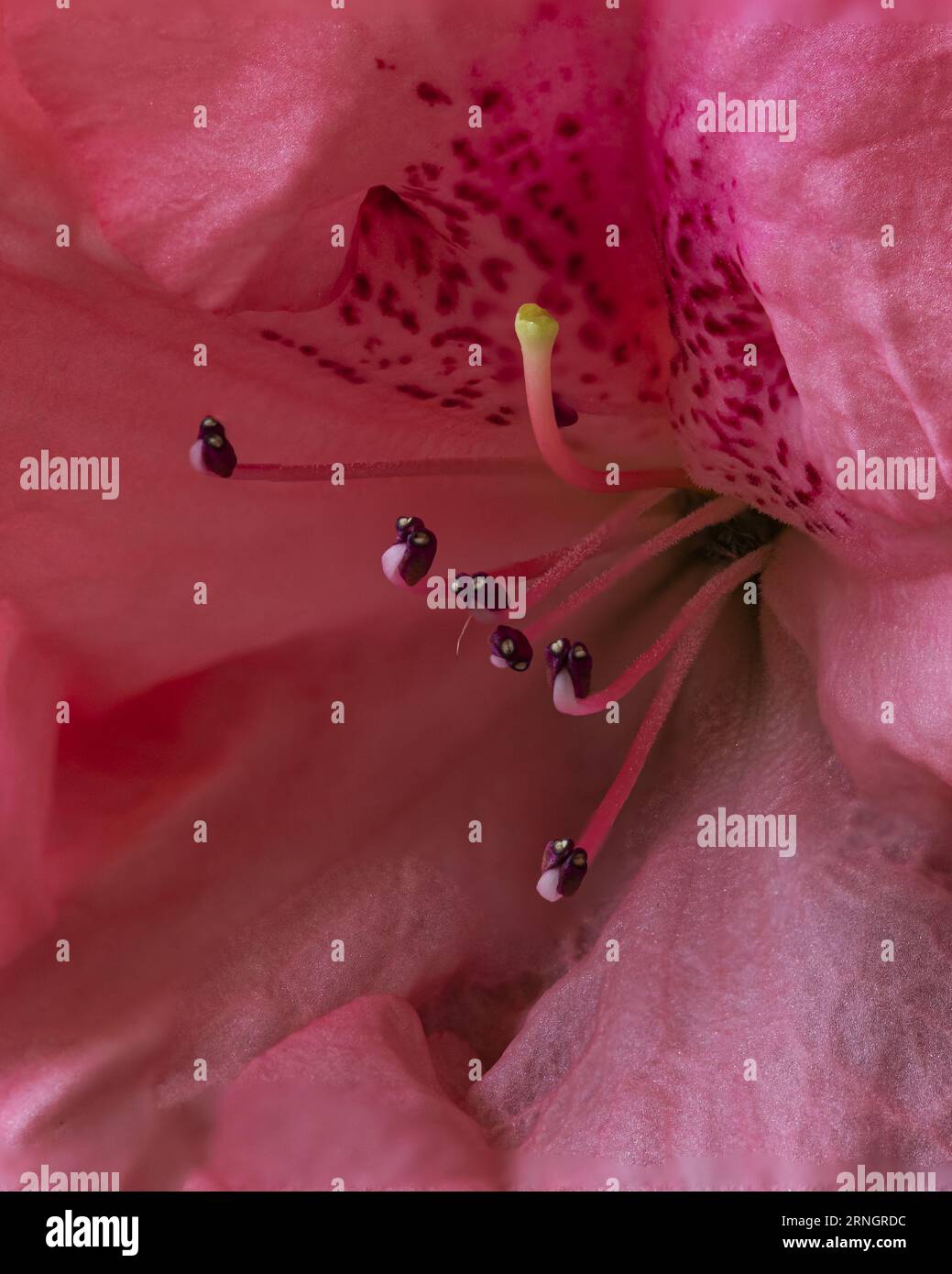 Intricata anatomia floreale: L'aggraziato Stamen e il Pistil di un Giglio Rosa, il capolavoro della natura Foto Stock