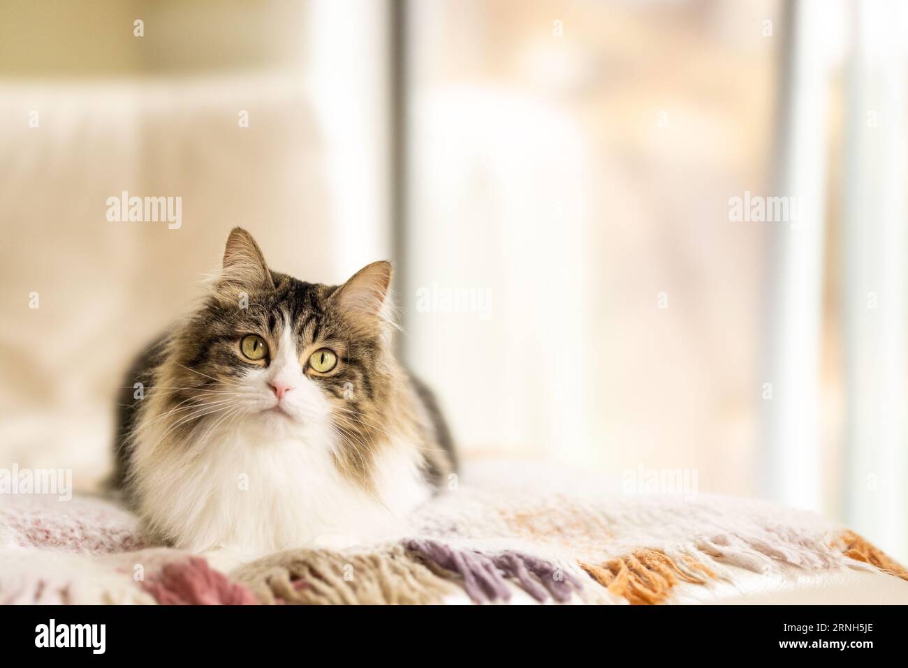 Un gatto a pelo lungo sdraiato su una coperta in una stanza color crema che guarda la fotocamera con spazio per le copie Foto Stock