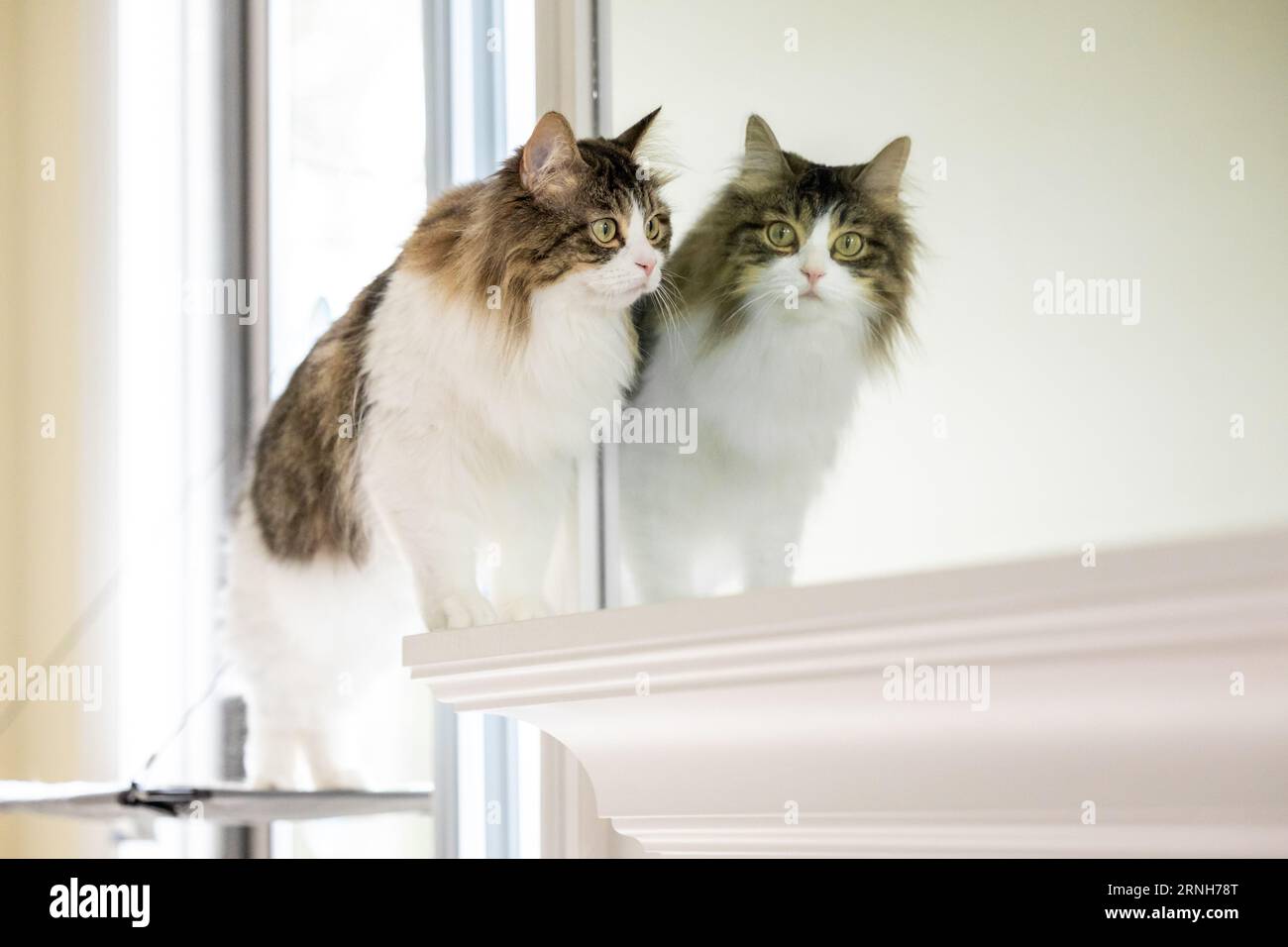 Un riflesso di un gatto dai capelli lunghi in uno specchio Foto Stock