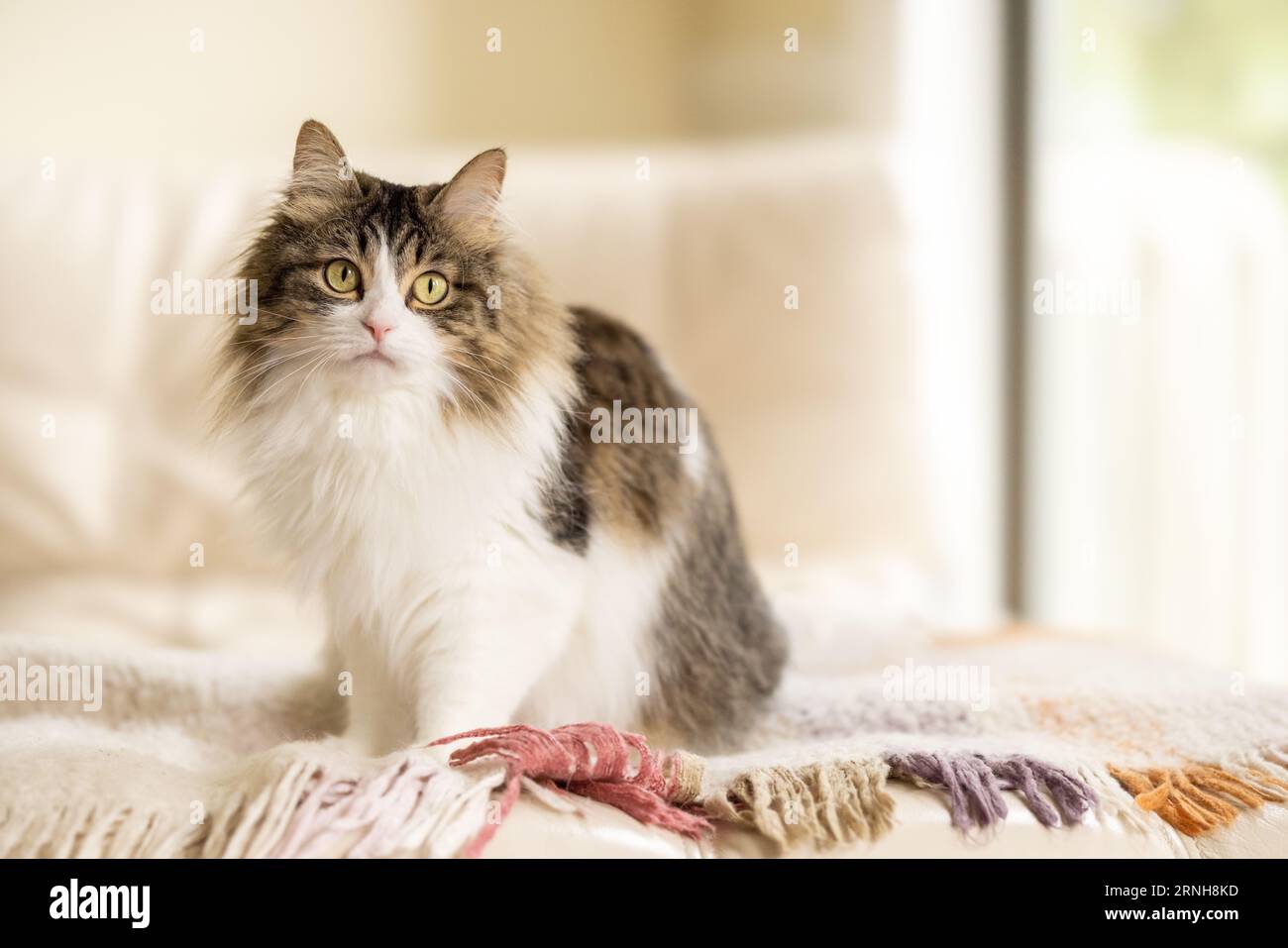 Un gatto a pelo lungo siede su una coperta su una sedia color crema con spazio negativo Foto Stock