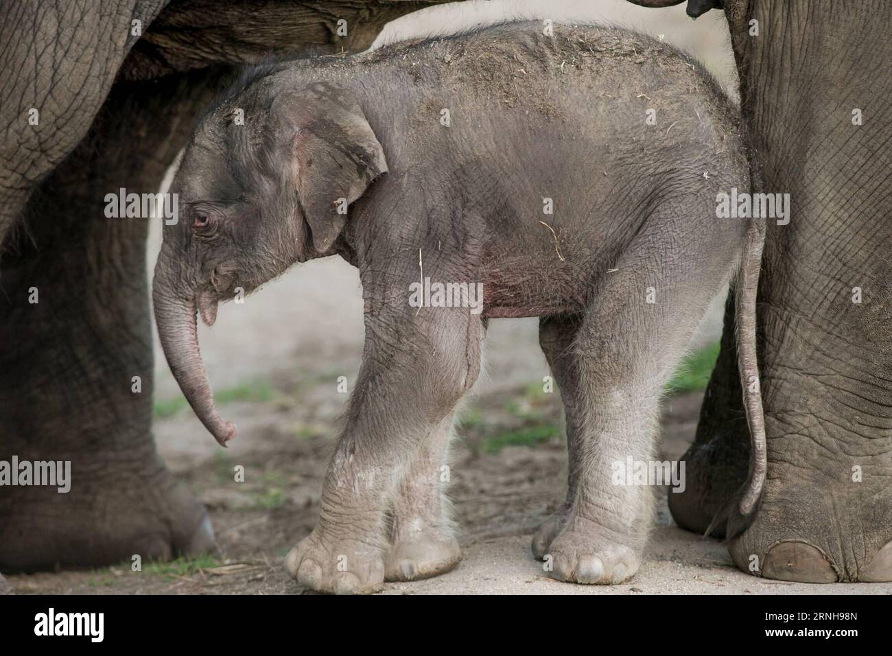 (161103) -- SYDNEY, 3 novembre 2016 -- foto scattata il 3 novembre 2016, mostra un vitello di elefante asiatico nello zoo Taronga Western Plains australiano a Dubbo, nuovo Galles del Sud (NSW), Australia. I guardiani dello zoo australiano Taronga Western Plains a Dubbo del nuovo Galles del Sud (NSW) hanno accolto un sano elefante asiatico di 95 kg. Il vitello è nato alle 15:50 ora locale (AEDT) il mercoledì da madre Thong Dee e padre Gung in un paddock dietro le quinte dove custodi e veterinari erano a portata di mano durante tutto il lavoro. ) (DTF) AUSTRALIA-NUOVO GALLES DEL SUD-ASIATICO ELEFANTE VITELLO-NASCITA CELEBRAZIONE ZHUXHONGYE PUBLICATION Foto Stock