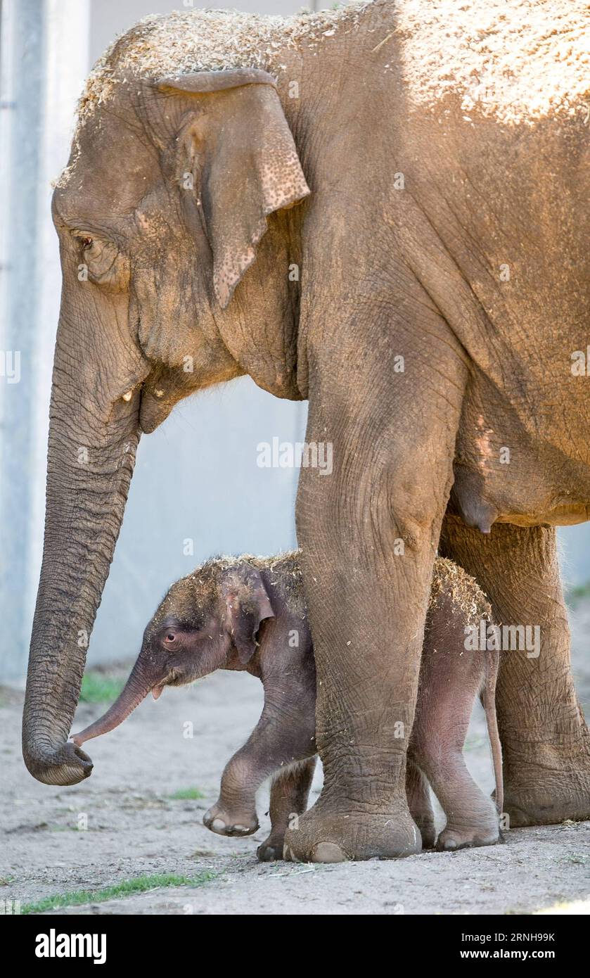 (161103) -- SYDNEY, 3 novembre 2016 -- foto scattata il 3 novembre 2016, mostra un elefante asiatico (giù) nello zoo Taronga Western Plains australiano di Dubbo, nuovo Galles del Sud (NSW), Australia. I guardiani dello zoo australiano Taronga Western Plains a Dubbo del nuovo Galles del Sud (NSW) hanno accolto un sano elefante asiatico di 95 kg. Il vitello è nato alle 15:50 ora locale (AEDT) il mercoledì da madre Thong Dee e padre Gung in un paddock dietro le quinte dove custodi e veterinari erano a portata di mano durante tutto il lavoro. ) (DTF) AUSTRALIA-NUOVO GALLES DEL SUD-ASIATICO ELEFANTE VITELLO-CELEBRAZIONE DELLA NASCITA ZHUXHONGYE PUBL Foto Stock