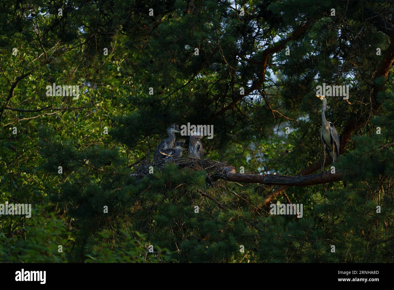 Ardea cinerea famiglia Ardeidae genere Ardea Grey Heron pulcini nel nido Foto Stock