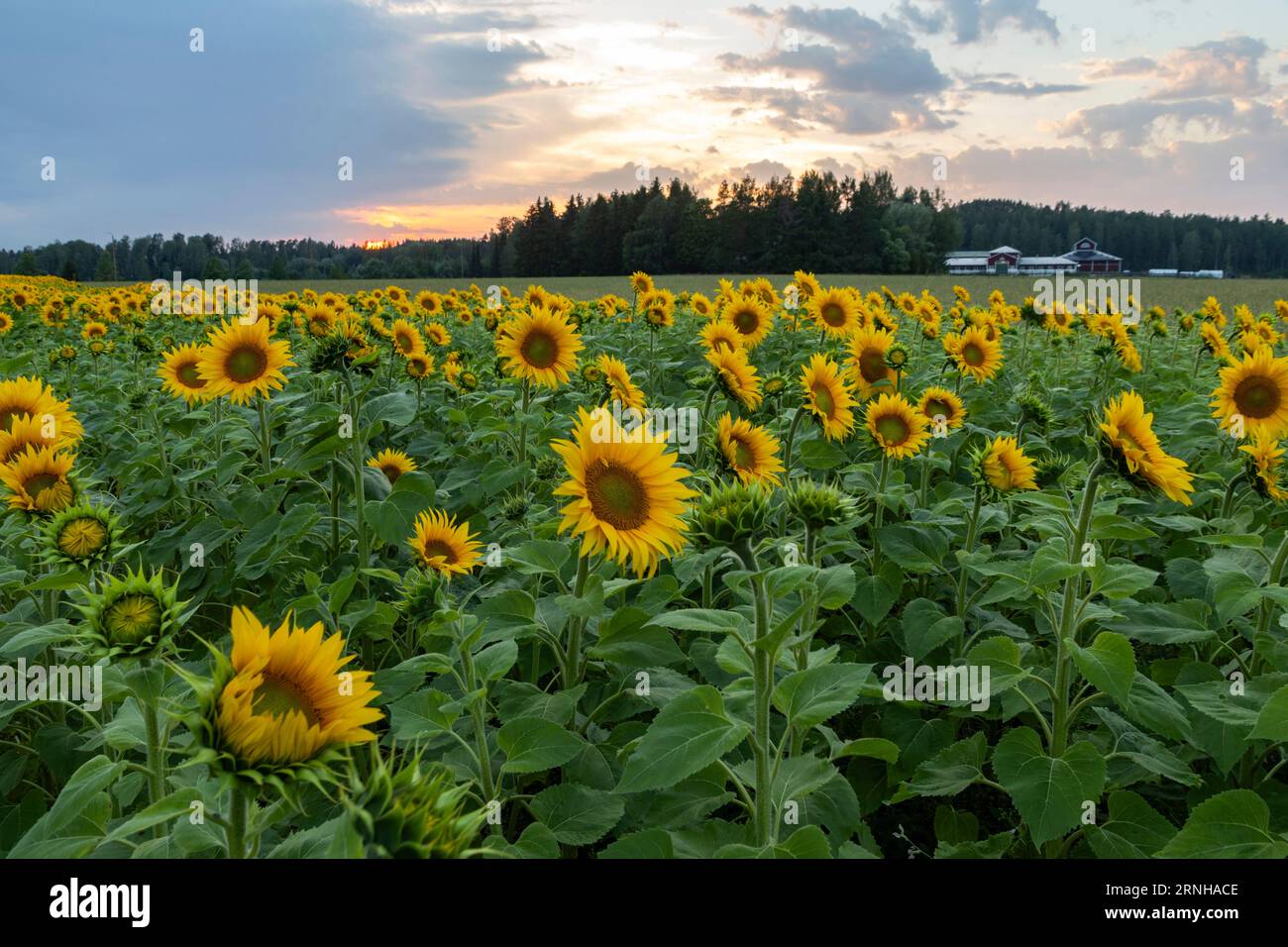 Campo di girasole al tramonto Foto Stock