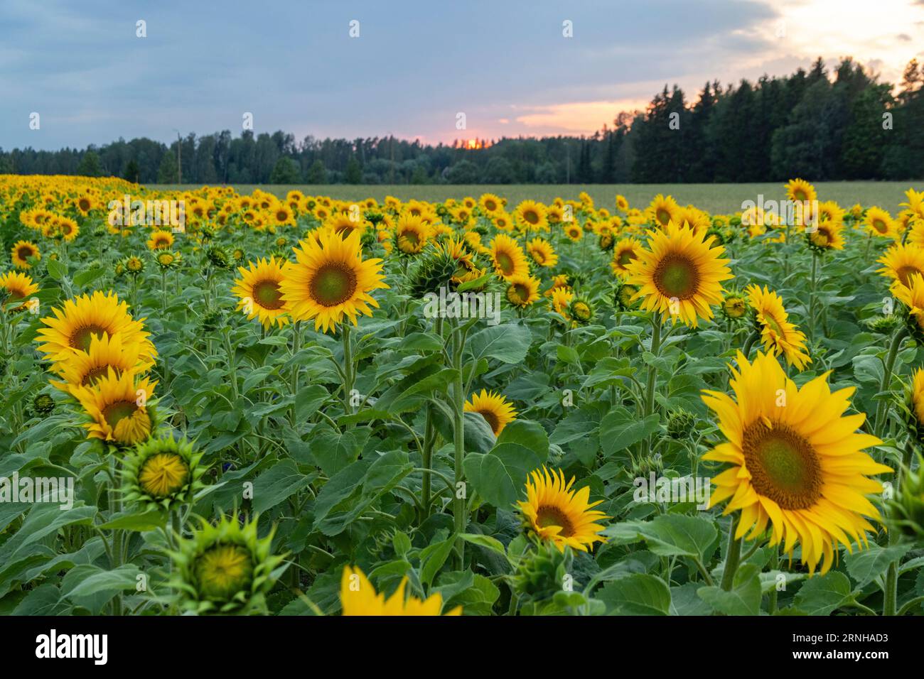 Campo di girasole al tramonto Foto Stock