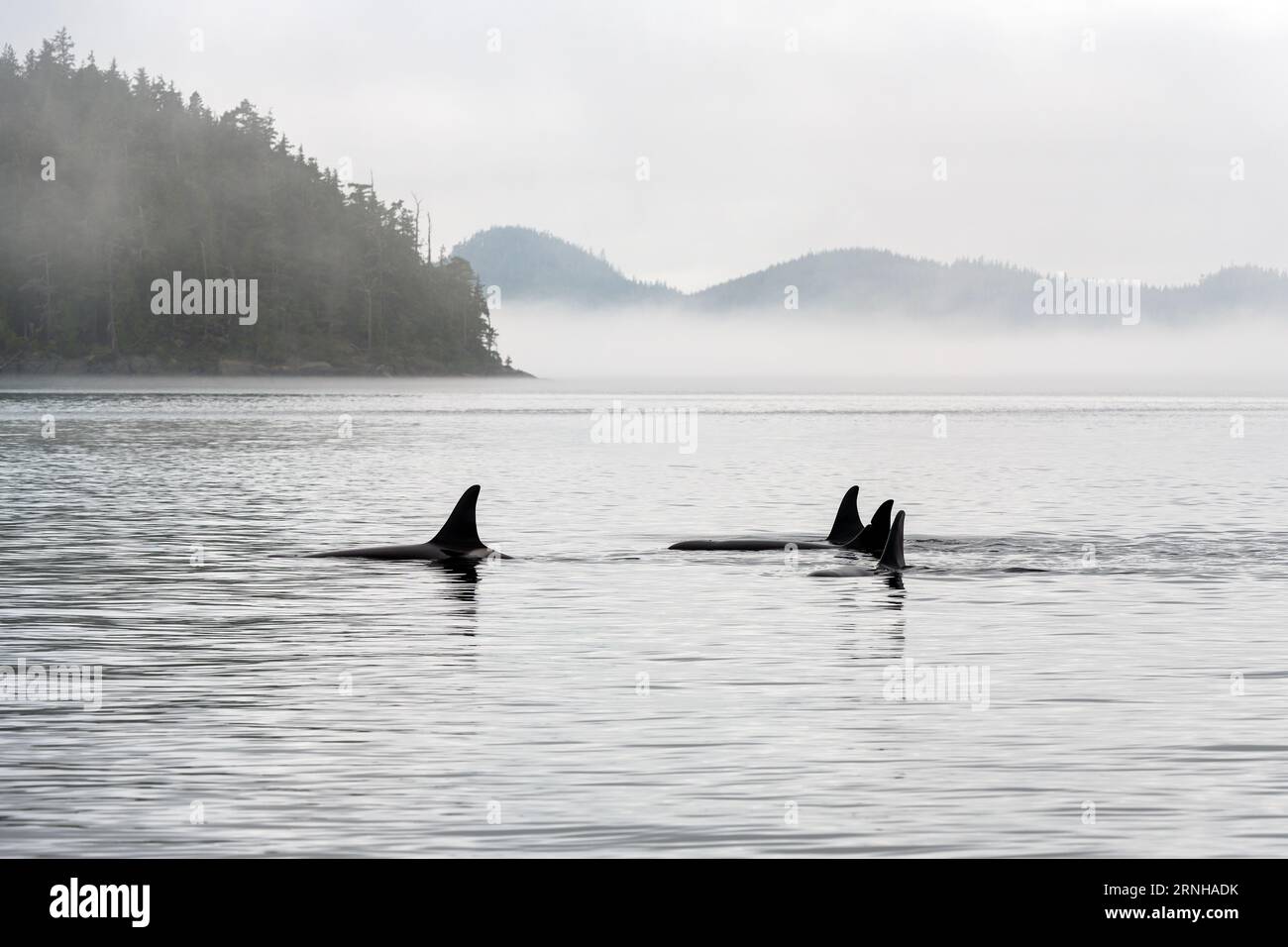 Pod of Four Orca (Orcinus orca) in tour di avvistamento delle balene, Telegraph Cove, Isola di Vancouver, Columbia Britannica, Canada. Foto Stock