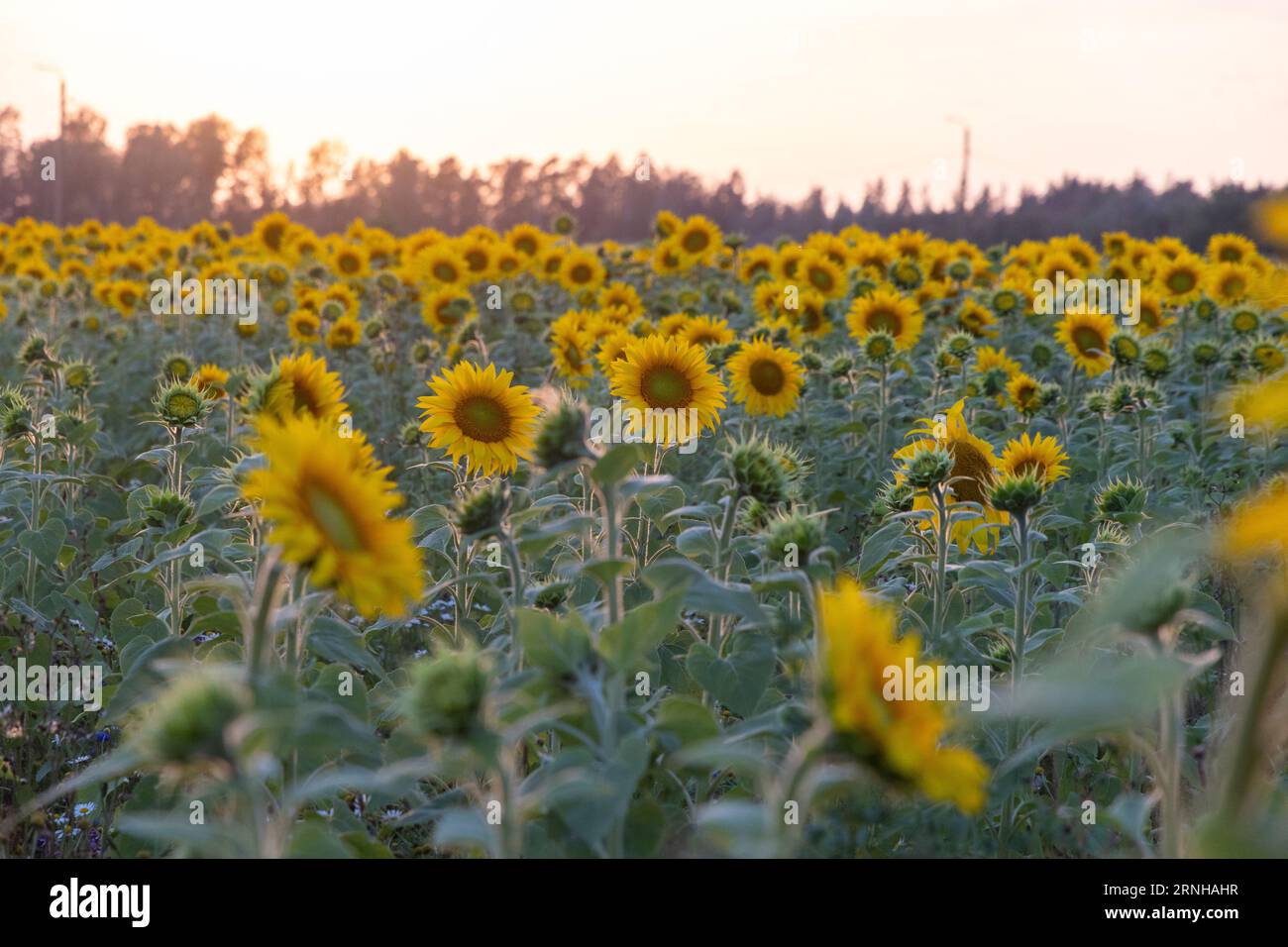 Campo di girasole al tramonto Foto Stock