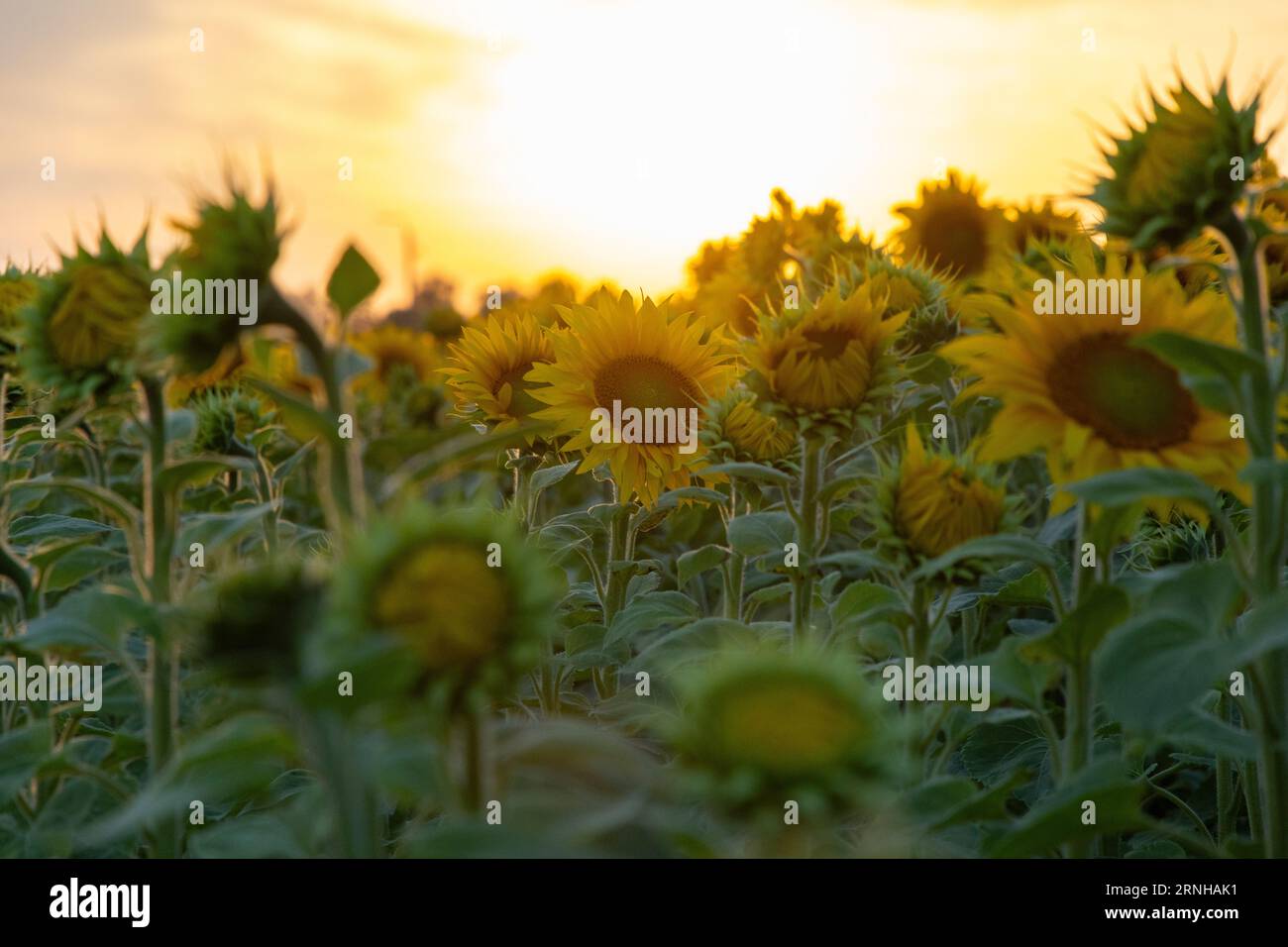 Campo di girasole al tramonto Foto Stock