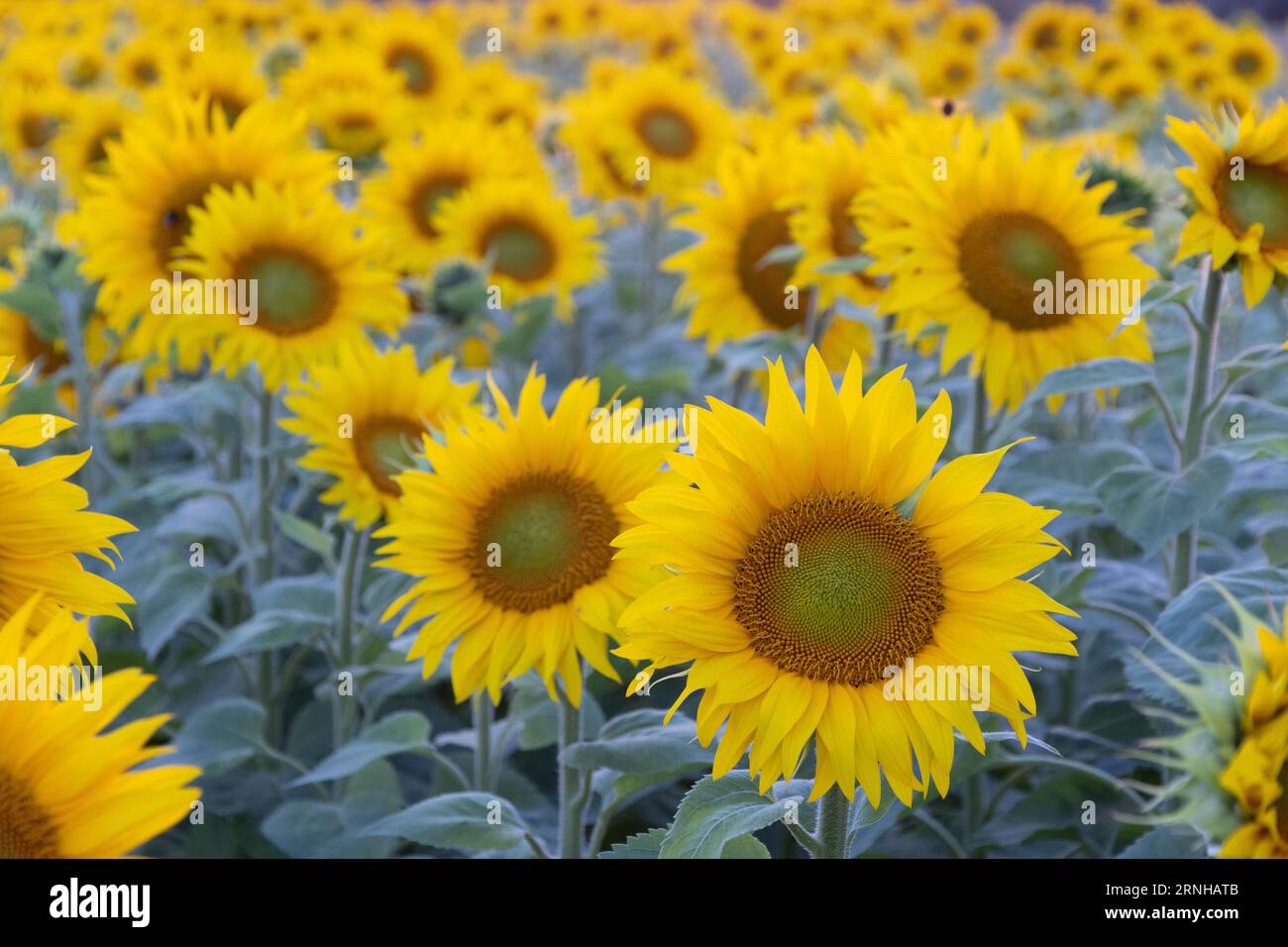 Campo di girasole al tramonto Foto Stock
